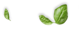 basil
